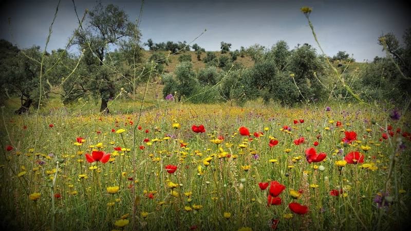 Photographie personnelle de prairie fleurie en Kabylie